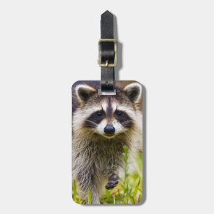 Étiquette À Bagage Le raton laveur, Procyon lotor