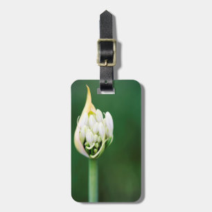 Étiquette À Bagage Lily africaine, Praecox d'Agapanthus, Cap