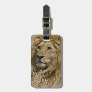 Étiquette À Bagage Lion d'Afrique, Panthera leo, Portrait d'un