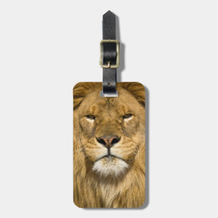 Étiquette À Bagage Lion de Barbarie d'Afrique, Panthera leo leo, l'un