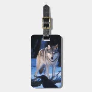 Étiquette À Bagage loup gris, Canis lupus, dans les contreforts