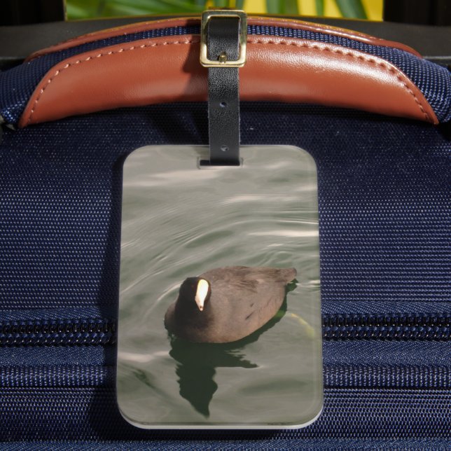 Étiquette À Bagage Oiseau noir et blanc Coot américain (Insitu Rectoal 2)