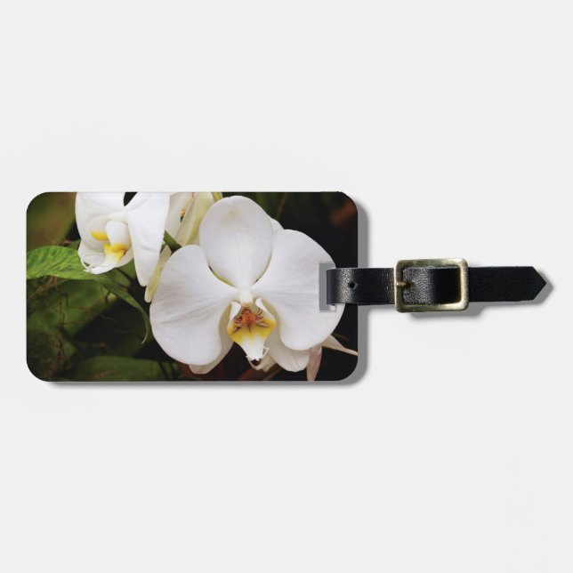 Étiquette À Bagage Orchidée de Lune blanche (Phalaenopsis Aphrodite) (Devant horizontal)