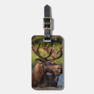 Étiquette À Bagage Orignal mâle se nourrissant dans le parc national