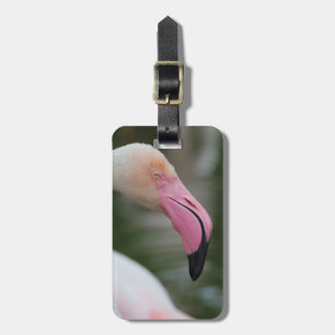 Étiquette À Bagage Phoenicopterus roseus