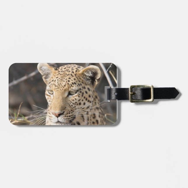 Étiquette À Bagage Photo de la faune léopard Afrique Safari animal (Devant horizontal)