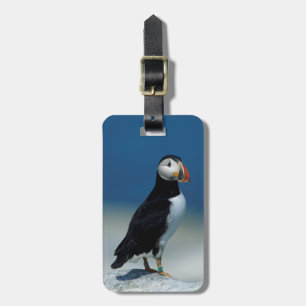 Étiquette À Bagage Portrait d'un Puffin de l'Atlantique