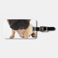 Pug