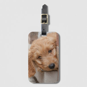 Étiquette À Bagage Puppy Pékin
