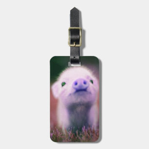 Étiquette À Bagage Purple Pigsy