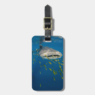 Étiquette À Bagage Requin baleine avec des poissons, Indonésie