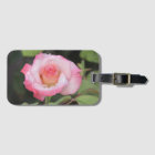 Rose rose et blanc après la pluie