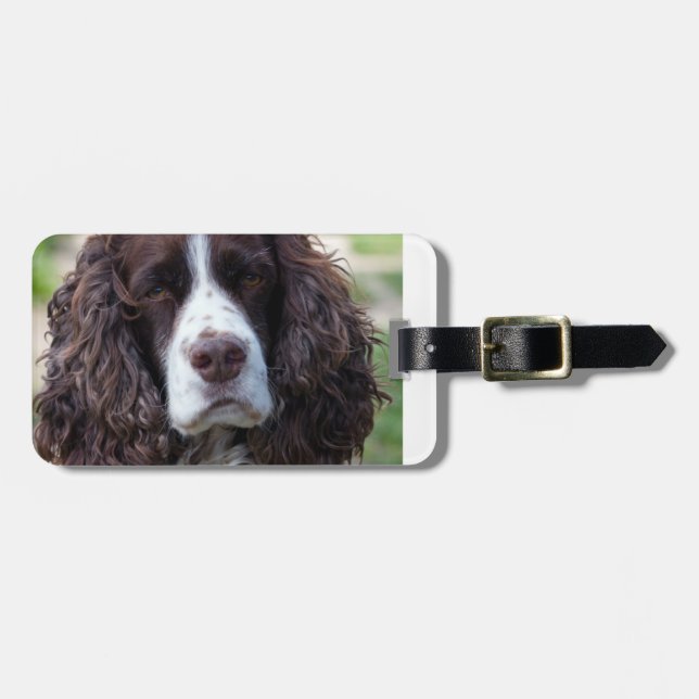 Étiquette À Bagage springer anglais spaniel.png (Devant horizontal)