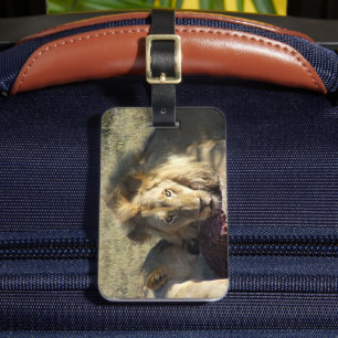 Étiquette À Bagage Stare Lion Africain