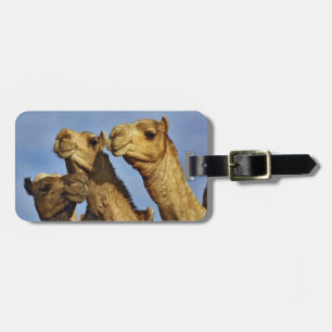 Étiquette À Bagage Trio de chameaux, marché aux chameaux, Le Caire, É