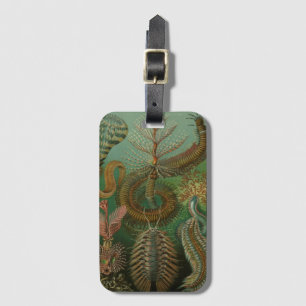 Étiquette À Bagage Vers vintages Annelids Chaetopoda par Ernst Haecke