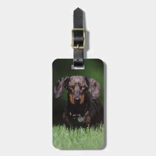 Étiquette À Bagage Vue de Dachshund couleur panaché