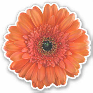 Étiquette à bisou orange Gerbera Daisy