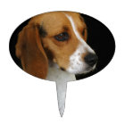 Beagle classique