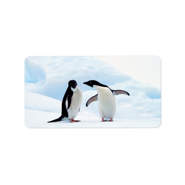 Étiquette Adelie Penguins (Devant)