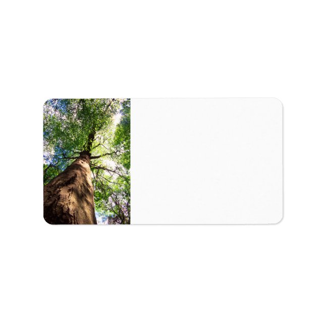 Étiquette Arbre de hêtre de l'ancienne croissance (Devant)