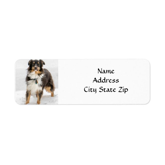 *ETIQUETTE AUSTRALIAN SHEPHERD* RETURN ADDRESS (Devant)