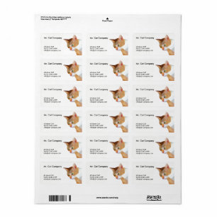 Étiquette Bas polygone de chat orange