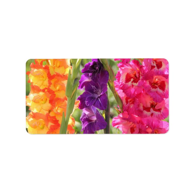 Étiquette Belle floraison de gladiolus (Devant)