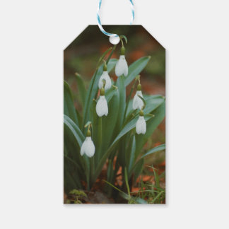 étiquette cadeau snowdrop