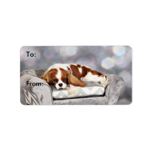 Étiquette Cavalier King Charles Spaniel - Remington