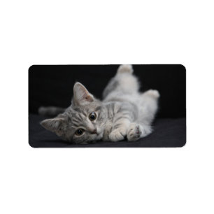 Étiquette Chat gris mignon