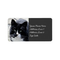 Chat Tom noir avec marques blanches