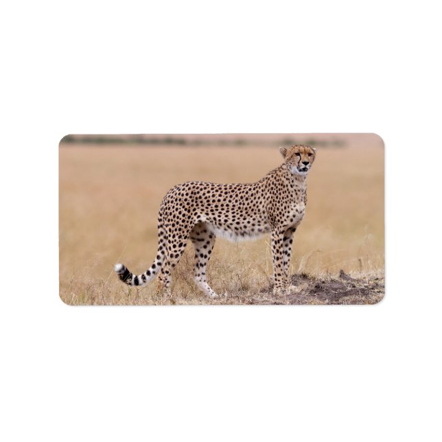 Étiquette Cheetah (Devant)