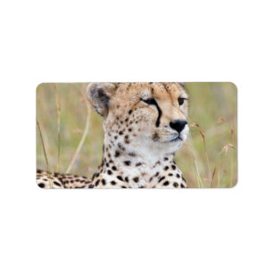 Étiquette Cheetah