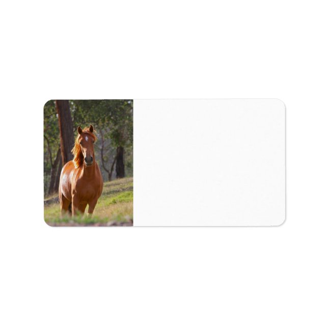 Étiquette Cheval Dans Les Bois (Devant)