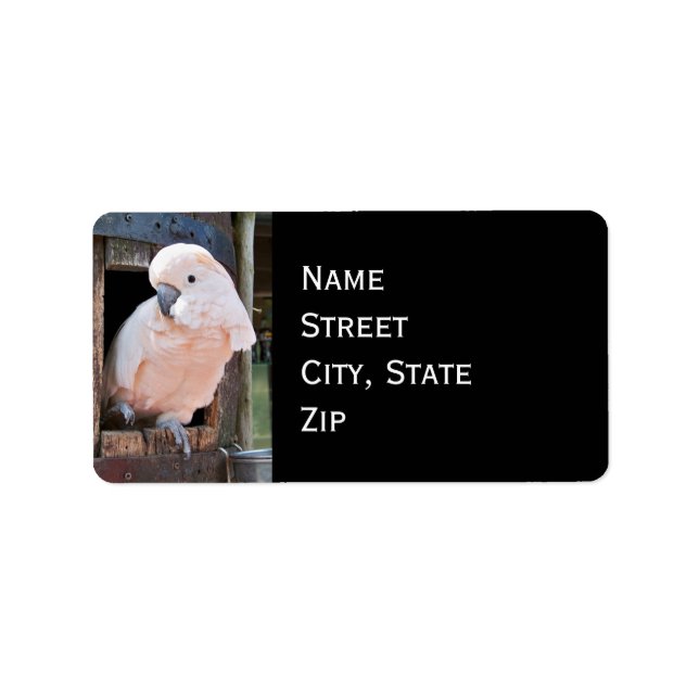 Étiquette Cockatoo Moluccan (Devant)