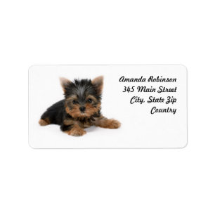 Étiquette Cute Yorkshire Terrier Puppy