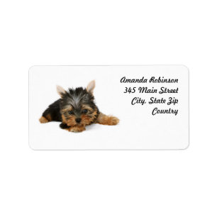 Étiquette Cute Yorkshire Terrier Puppy