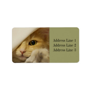 Étiquette d'adresse de photo de chaton mignon
