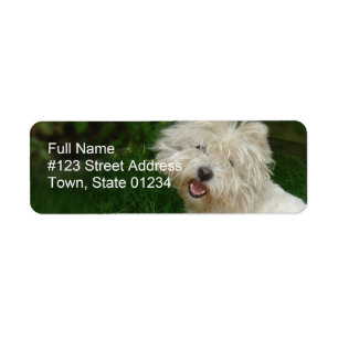 Étiquette d'adresse de retour Bichon Frise