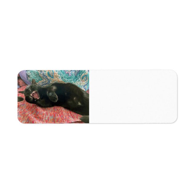 Étiquette d'adresse de retour de chat noir (Devant)