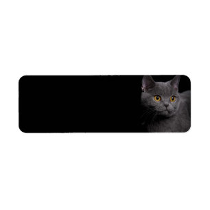 Étiquette d'adresse de retour de chat Shorthair