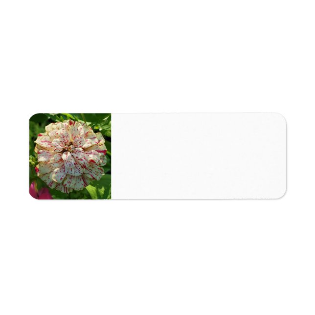 Étiquette d'adresse de retour Zinnia (Devant)
