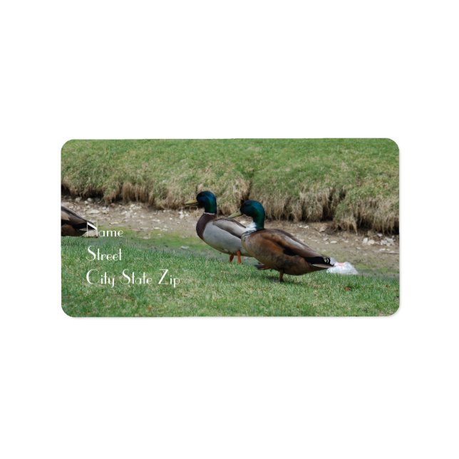 Étiquette de adresse 2 Canards (Devant)