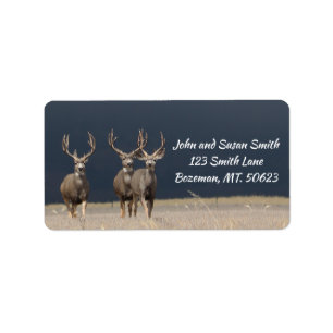Étiquette de adresse à trois Mule Deer Bucks