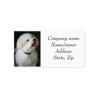 Étiquette de adresse Bichon Frise