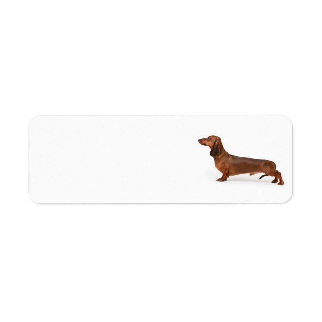 Étiquette de adresse Dachshund (Devant)