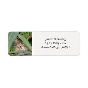 Étiquette de adresse de chat de Kitty