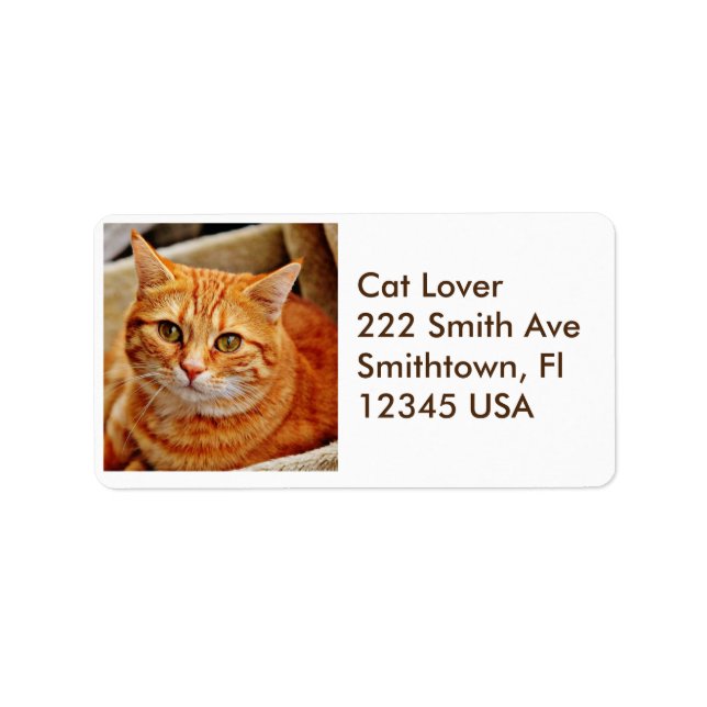 Étiquette de adresse de chat Tabby Orange (Devant)