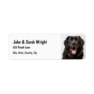 Étiquette de adresse de chiens de Terre-Neuve